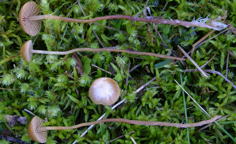 Galerina da determinare n35(2007)